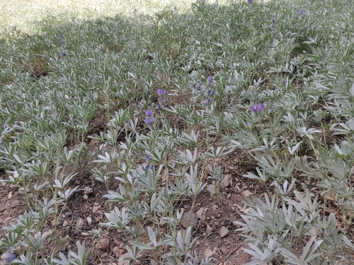 Image of Satin lupine by (c) Alexander Wentworth, some rights reserved (CC BY)