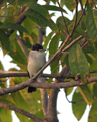 Xenopsaris albinucha