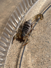 Paruroctonus silvestrii