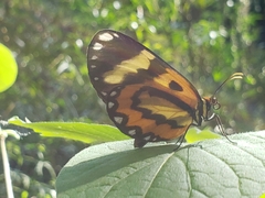 Placidina euryanassa