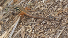 Psammodromus algirus