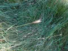 Hordeum
