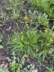 Scorzoneroides autumnalis