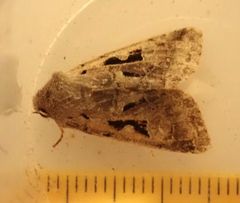 Orthosia gothica