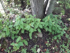 Solidago flexicaulis