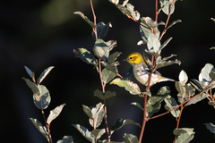Setophaga virens