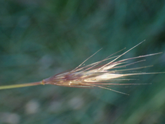Hordeum