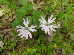 Silene hookeri