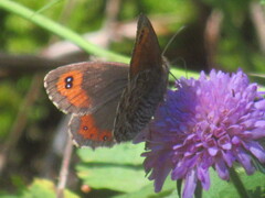 Erebia montanus