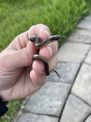 Liodytes rigida sinicola