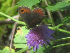 Erebia montanus