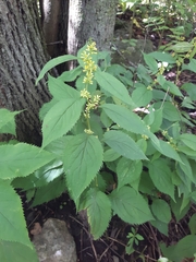 Solidago flexicaulis