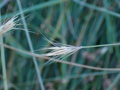 Hordeum