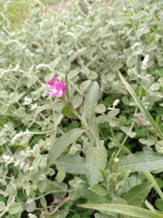 Epilobium