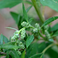 Chenopodium