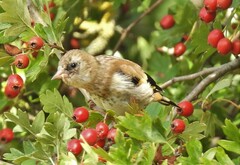 Carduelis carduelis