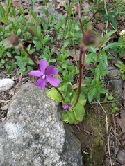 Pinguicula moranensis