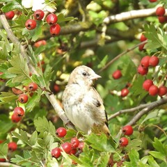 Carduelis carduelis