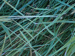 Hordeum