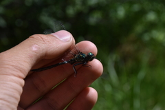 Somatochlora semicircularis