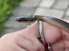 Liodytes rigida sinicola