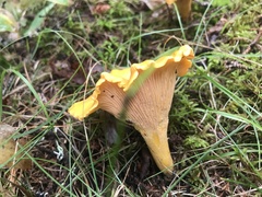 Cantharellus enelensis