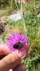 Bombus lapidarius