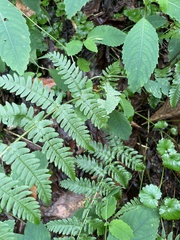 Dryopteris marginalis