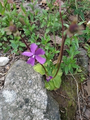 Pinguicula moranensis