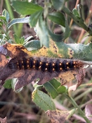 Acronicta auricoma