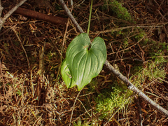 Maianthemum dilatatum