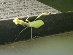 Stagmomantis carolina