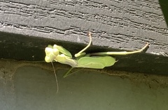 Stagmomantis carolina