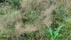 Agrostis gigantea
