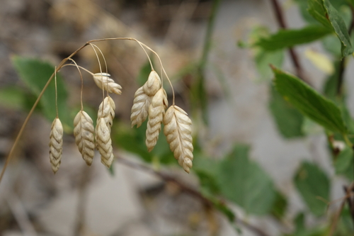 Bromus briziformis iNat (3)