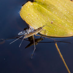 Limnoporus notabilis