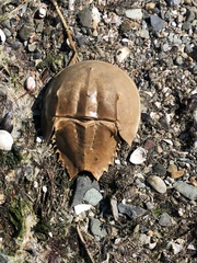 Limulus polyphemus