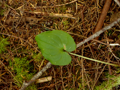 Maianthemum dilatatum