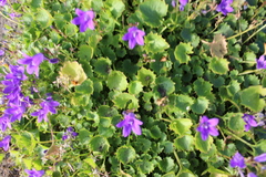 Campanulaceae