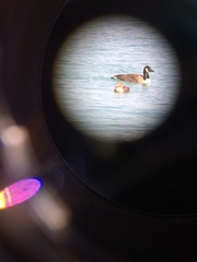 Somateria spectabilis