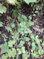 Symphyotrichum cordifolium