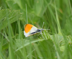Anthocharis cardamines
