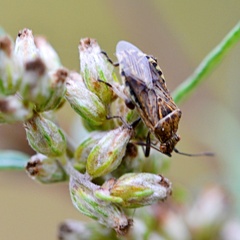 Stictopleurus punctatonervosus