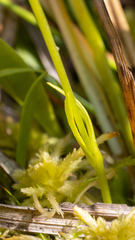 Gentianopsis simplex