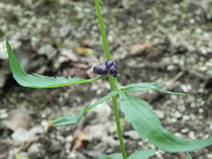 Cardamine bulbifera