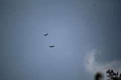 Buteo jamaicensis