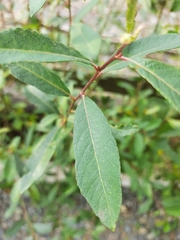 Salix atrocinerea