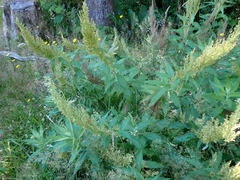 Artemisia suksdorfii