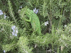 Chamaeleo chamaeleon chamaeleon