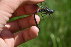 Somatochlora semicircularis